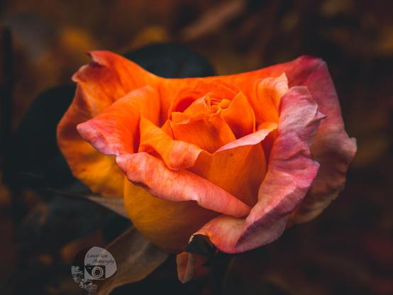 A vibrantly orange rose against an autumnal brown background