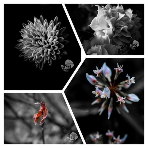 A four photo collage. Clockwise, from the upper left corner, a black and white chrysanthemum under a spotlight; a black and white kalanchoe in dramatic lighting; a white and pink clover flower against a grayscale background; an orange leaf on a tree branch against a black and white background of branches