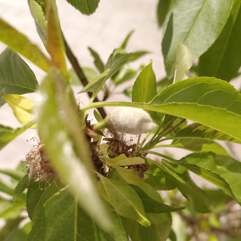 Macro shoot of an almond growing on the dwarf tree.