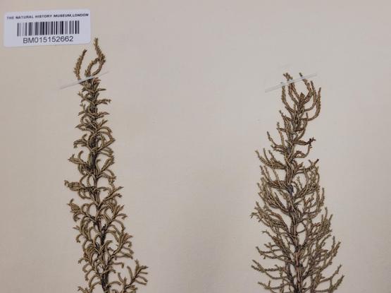 Partial photo of a herbarium specimen of grass from the collections of the NHM London. The minute leaves of the Madagascan grass Panicum cupressifolium creates the look of a cypress.