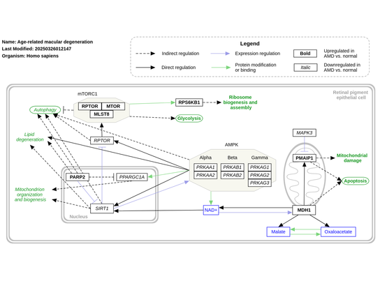 new pathway: "Age-related macular degeneration (WP5526)"

"Age-related macular degeneration (AMD) is a leading cause of vision impairment in individuals aged 55 and older in the Western world. This diagram shows metabolic pathway crosstalk in AMD. In AMD, the upregulation of PARP2 expression leads to the downregulation of SIRT1. The depletion of SIRT1, a NAD+-dependent deacetylase, causes acetylation and inactivation of PGC-1α."