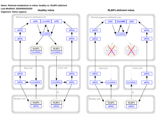 new pathway: "Retinoid metabolism in retina: healthy vs. RLBP1-deficient (WP5532)"

"RLBP1 encodes CRALBP, a cellular retinaldehyde-binding protein that functions as a soluble retinoid carrier in the visual cycle of the eye. Mutations in RLBP1 are linked to recessively inherited conditions, such as Bothnia dystrophy, retinitis pigmentosa, retinitis punctata albescens, fundus albipunctatus, and Newfoundland rod-cone dystrophy."
