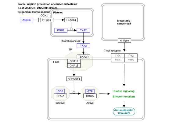 new pathway: "Aspirin prevention of cancer metastasis (WP5518)"

"Platelets generate TXA2, which binds to its receptor (TP) on T cells, initiating the activation of ARHGEF1, a guanine exchange factor that promotes the conversion of RhoA from its inactive GDP-bound state to its active GTP-bound form. This RhoA activation inhibits TCR-induced kinase pathways, T cell proliferation, and effector functions, ultimately suppressing anti-metastatic immunity. TXA2 production by platelets is COX1-dependent and can be blocked by aspirin or COX-1 selective inhibitors, which relieve T cells from TXA2-mediated suppression. Inspired by figure 14 in in Yang et al. (2025)."
