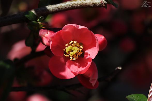 The Secret Garden