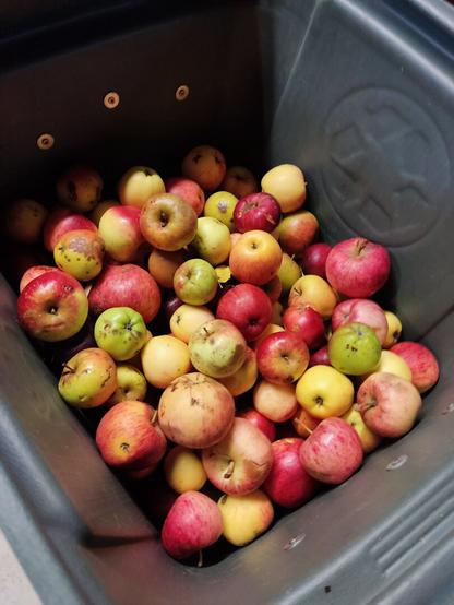A mixture of windfall apples in a plastic bin