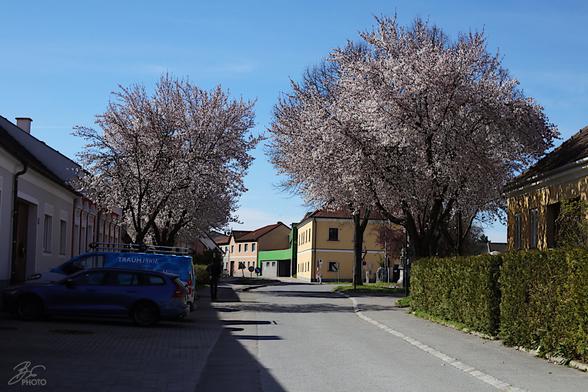 Blossom Dreams on a Quiet Street 1/7