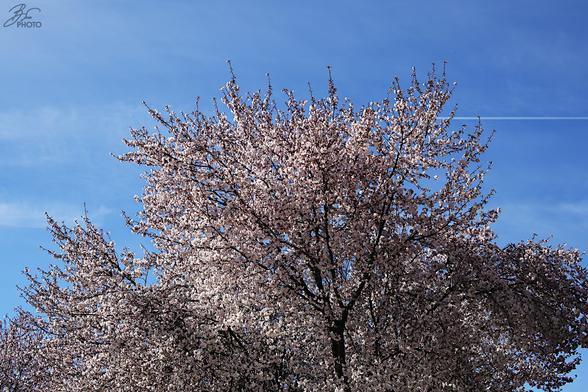 Blossom Dreams on a Quiet Street 2/7