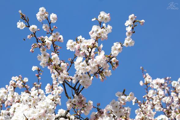 Blossom Dreams on a Quiet Street 3/7