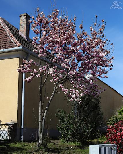 Blossom Dreams on a Quiet Street 4/7
