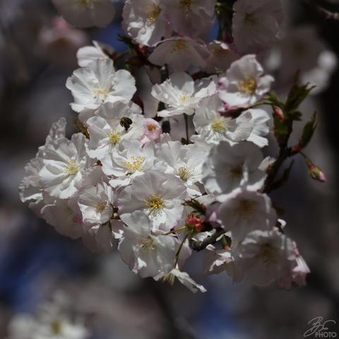 Blossom Dreams on a Quiet Street 5/7