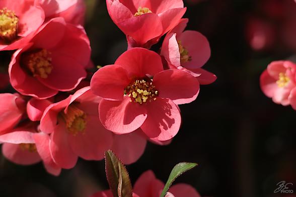 Blossom Dreams on a Quiet Street 6/7