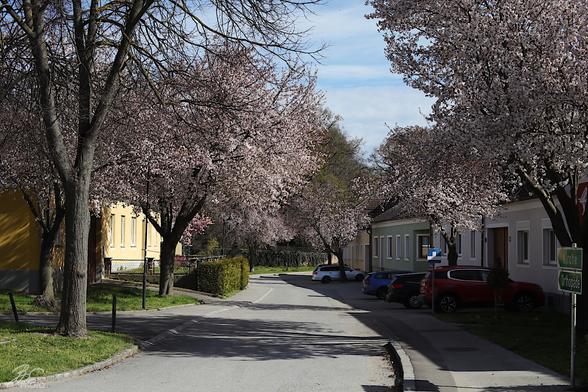 Blossom Dreams on a Quiet Street 7/7