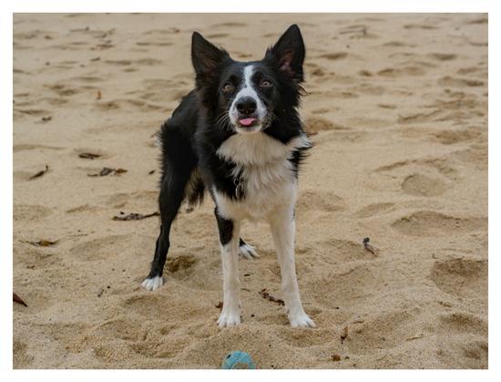 bordercollie with her tongue out as she waits for someone to pick up the ball and toss it