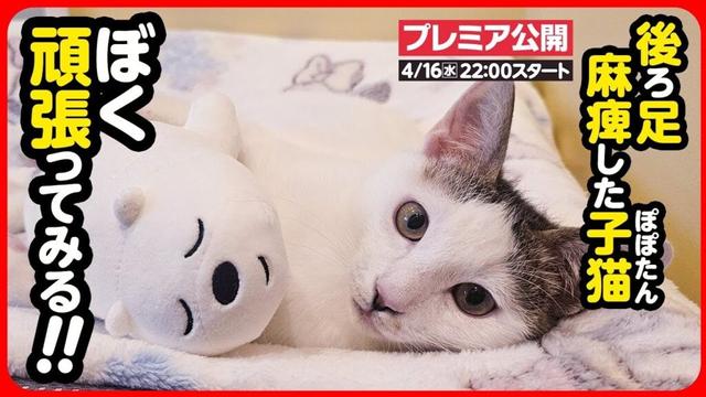 【子猫 保護】後ろ足が麻痺した子猫 幸せになるために最善の医療へ【続編】