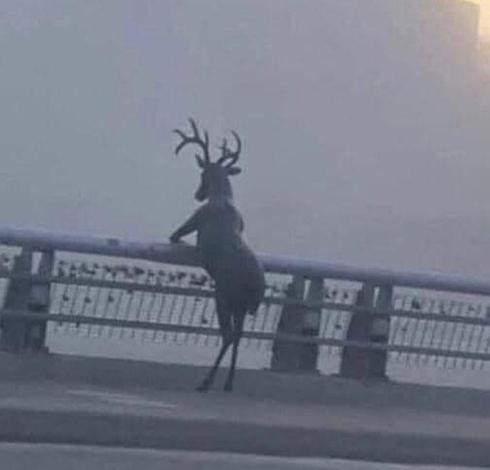 Male deer with full antlers standing erect on the railing of a fog-shrouded pier, and looking out to sea thoughtfully
