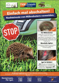 Ein Igel läuft durch das Gras, hinter ihm ist ein Mähroboter. Dazwischen ein Strop-Schild. Darüber steht: "Einfach mal abschalten  Nachteinsatz von Mährobotern vermeiden."  In der rechten Spalte sind 2 Bilder von schwerverletzten Igeln unscharf zu sehen, darunter die Aufklärung, dass Mähroboter diese schweren, qualvollen und tödlichen Verletztungen an Igeln verursachen. Aber auf an Kröten, Amphibien und Insekten.