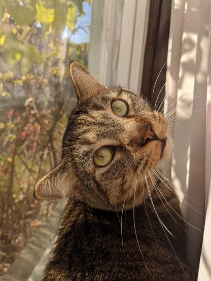 A sunlit tabby cat looks back at the camera with his head tilted sideways so his whiskers are almost vertical. The cat is seated on a windowsill with light pink curtains to his right and a view out the window to his left.