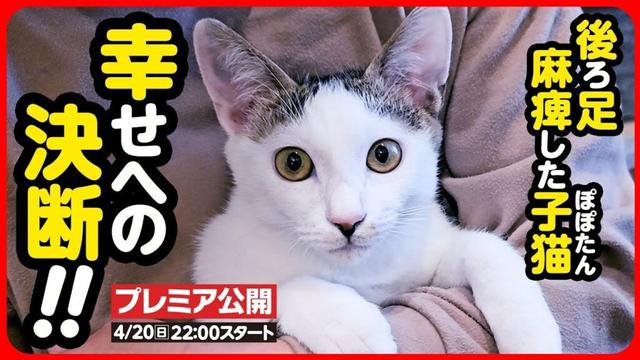 【子猫 保護】後ろ足が麻痺した子猫 この子を幸せにしたい【続編】