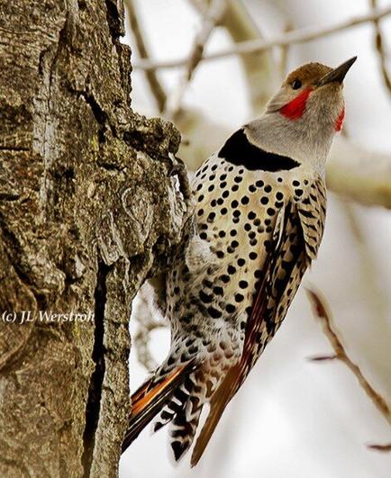 Bird Photography: Northern flicker