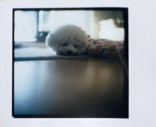 Instax Square photo of George! (puppy) on his cushion.