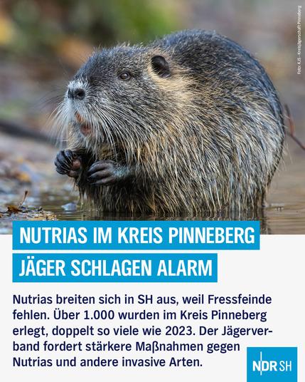 Foto: Nutria
Text: NUTRIAS IM KREIS PINNEBERG 
JÄGER SCHLAGEN ALARM 
Nutrias breiten sich in SH aus, weil Fressfeinde fehlen. Uber 1.000 wurden im Kreis Pinneberg erlegt, doppelt so viele wie 2023. Der Jagerverband fordert stärkere Maßnahmen gegen Nutrias und andere invasive Arten.