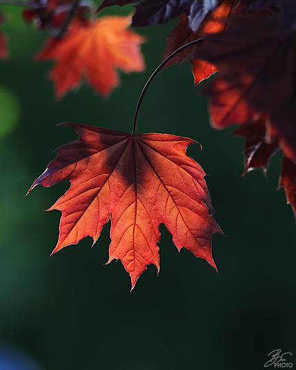 April's Burning Leaf