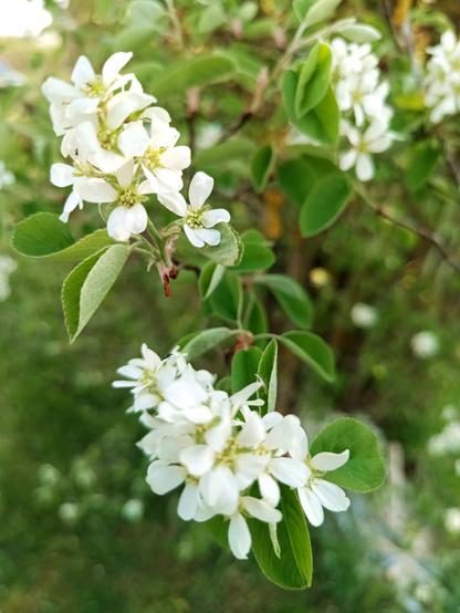 Close-up of the bush. There are white flowers with five petals and green stamen. They grow in clusters of around 7-10. The leaves are green, roundish and finely serrated with a sawtooth edge.