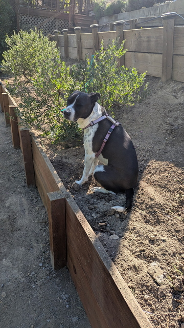 Black/white dog sitting on dirt slope between two retaining walls with manzanita bush behind her.  Dog's eyes are closed, enjoying the sun.