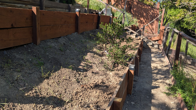 Leveled run way for the dog, retaining wall with posts ever 4 feet, 30 degree dirt slope with some manzanita bushes, another retaining wall.