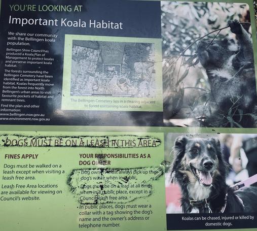 Koala habitat and roaming introduced canines