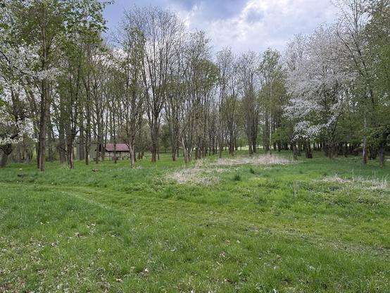 A tranquil landscape featuring a green field surrounded by trees, some in bloom. A wooden structure is visible in the background, with a cloudy sky overhead.