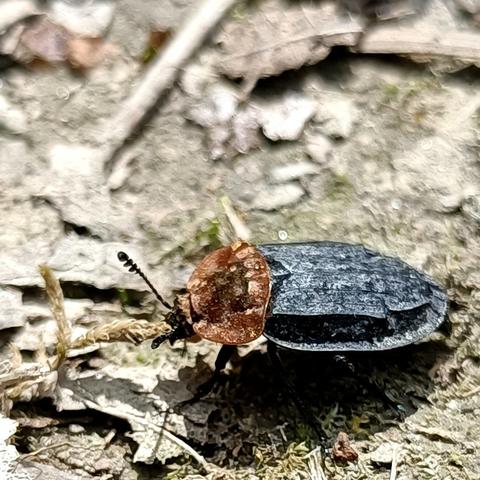auf ergrautem und zerbröselndem streu von blättern des letzten herbstes krabbelt ein recht flacher käfer von rechts nach links durchs bild. die deckflügel des tiers sind schwarz-grau, zeigen wenige erhabene längsrippen und hochgebogene kanten. der halsschild ist stark abgeflacht und steht zu den seiten über, das auffälligste merkmal ist aber die rostrote färbung. der kopf ist wieder schwarz und sehr klein, die fühler stehen nach oben und sind am ende verdickt und segmentiert.