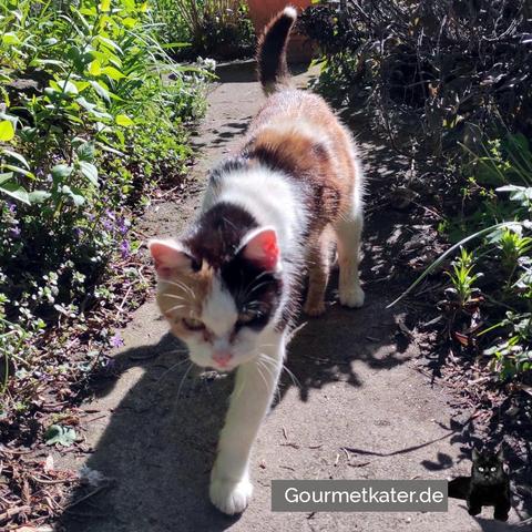 Katze im Garten
