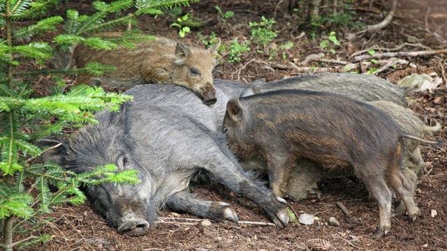 Mehr Wildschweine: Schweinepest-Gefahr in SH steigt | NDR.de - Nachrichten