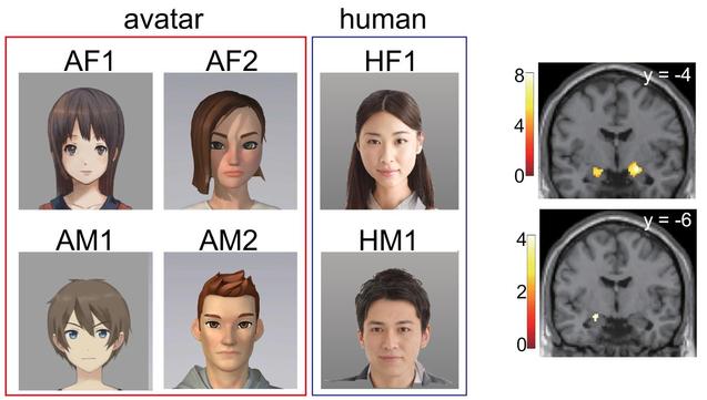 Left:  Four different avatars were used (two female avatars: AF1, AF2; and two male avatars: AM1, AM2) along with two real human observers (HF1, HM1). For privacy considerations, pictures of real human observers (HF1, HM1 in the top-right human panel) were replaced with AI-generated images which were created by using the AI Human Images. Right: Amygdala response to feedback uncertainty explains differential risk-taking in avatar and human conditions. Upper panel: Whole-brain subtraction analysis comparing avatar and human observer conditions revealed lower amygdala activity in the avatar condition. Peak activity was identified in the central amygdala. Lower panel: To find brain regions associated with differential valuation of feedback uncertainty the authors weighted differential activity correlated with feedback uncertainty (avatar–human) by the differential behavioral coefficient for feedback uncertainty. A significant correlation was observed in the central amygdala, with an FWE-corrected p-value of 0.039 at the peak.