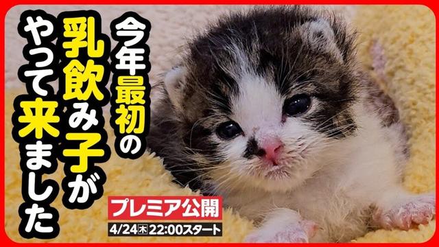 【子猫 保護】かわいい乳飲み子ちゃんが体験入園しました！