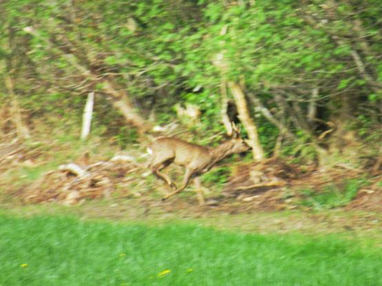 Ein Rehbock springt von einer Wiese in Richtung Wald.