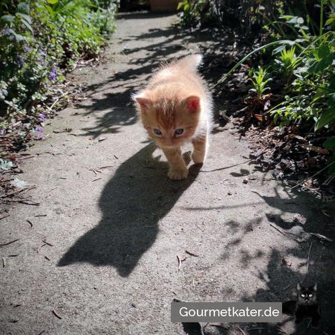 Kleine Katze im Garten