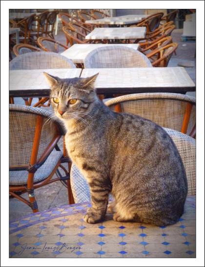 The image captures a charming tabby cat sitting perched on a table, set against a backdrop of empty outdoor café furnishings. The cat is characterized by a sleek, tawny coat adorned with dark stripes, and its attentive gaze is directed slightly off-camera, lending it an air of curiosity and contemplation.
The tables around it are made of light wood and feature a geometric pattern in muted colors, emphasizing the relaxed yet stylish café atmosphere. The woven rattan chairs add a rustic touch, suggesting a warm, inviting space that is typically bustling with life.
The soft lighting, likely from a setting sun, creates a warm, golden hue that bathes the scene, enhancing the cozy ambiance. The cat, with its elegant posture and alert expression, serves as the focal point, capturing the viewer's imagination about its thoughts and the surroundings.
Symbolically, this image may evoke feelings of tranquility and domesticity, representing the comforting presence of animals in social spaces. The sight of a cat in a café often inspires thoughts of leisurely moments and simple joys, highlighting the blend of nature and urban life.