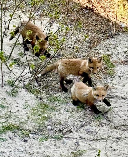 Photo of three fox pups playing on the sand. The foxes are medium brown with black legs and bushy tails. There is some grass growing in the sand. The foxes are in the shadow of a building.