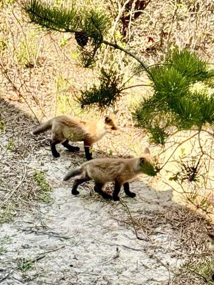 Same scene as left pic, except two of the foxes are playing. They are seen both walking to the right.