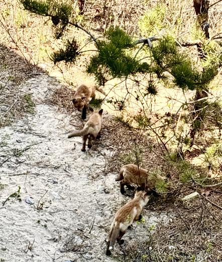 Same scene as left pic but now all four foxes are playing. They are paired off with two playing together in upper left and the other two playing in lower right.