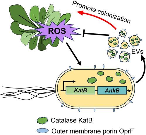 Diagram to illustrate how reactive oxygen species (ROS) produced by plants induce the bacterial pathogen Pseudomonas syringae pv. tomato DC3000 to secrete extracellular vesicles (EVs) and express the catalase KatB. ROS enhance the loading of KatB into EVs, thereby facilitating bacterial colonization within the host. This process is regulated by the ankyrin-repeat protein AnkB.