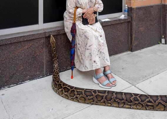 a giant snake slithers up beside a woman