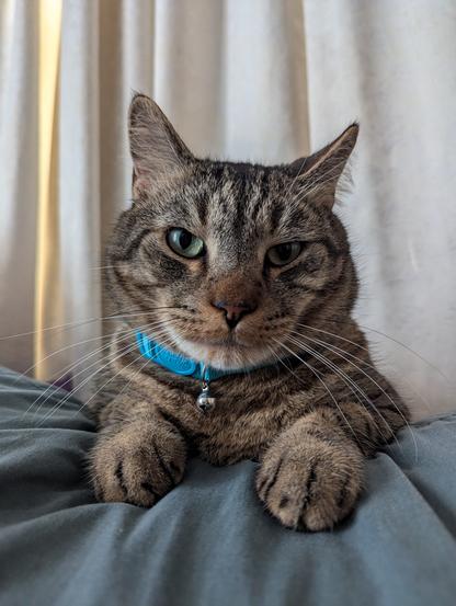 An adorable tabby cat resting on a green lounger. His front paws and head are visible. His paws are close to the camera. There is an off-white curtain behind the cat. His name is Plop and he is very adorable with green eyes and long visible whiskers.