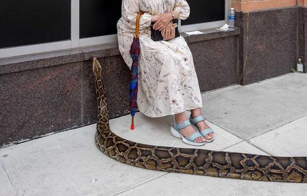 The Pure Street Photography Competition Spotlights Humor and Chance Amid the Ordinary