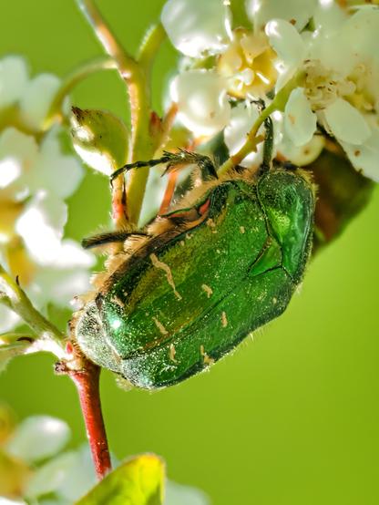 Leuchtend grün schimmernder Käfer auf einer weißen Blüte.