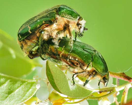 Zwei leuchtend grün schimmernde Käfer auf einem Blatt übereinander.