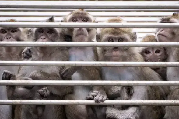 Des macaques dans une cage, au centre de primatologie de l'université de Strasbourg en Alsace.