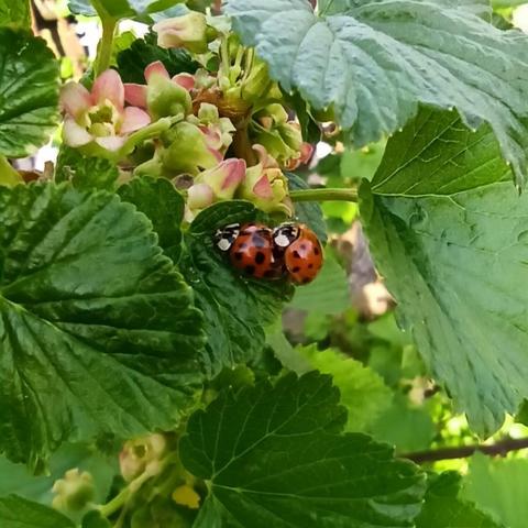 In der Bildmitte zwei rot schwarze Marienkäfer die miteinander beschäftigt sind neue Käfer zu basteln. Drumherum Knospen, weißrosa Blüten und Blätter von Johannisbeeren.